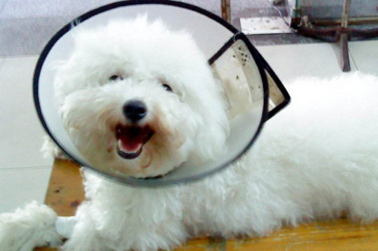 犬瘟多少天算撑过去了
