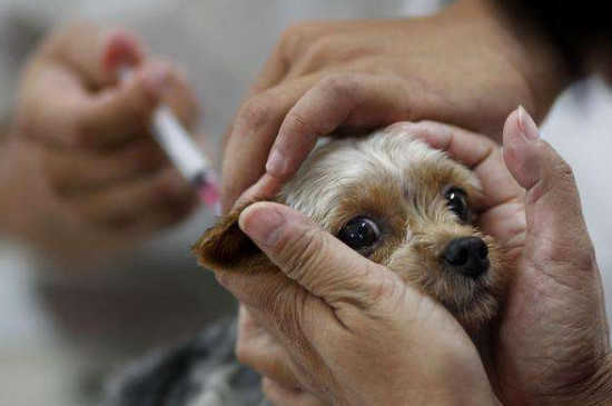 狂犬病的狗有什么症状，食欲异常喜欢犬吠攻击人