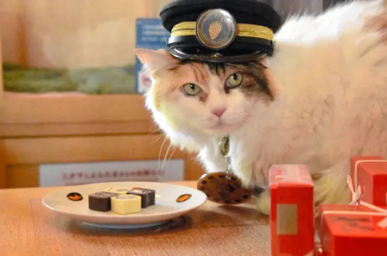 猫可以吃巧克力吗?