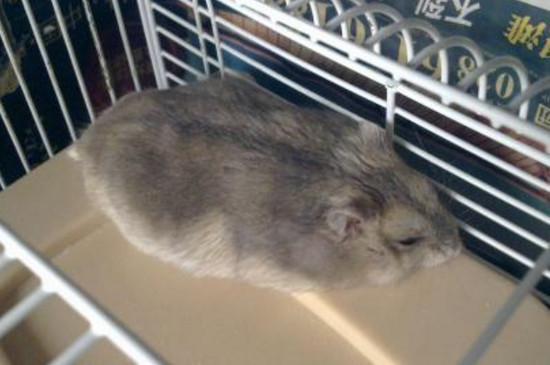 仓鼠怀孕症状