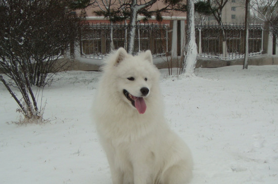雪橇狗吃什么