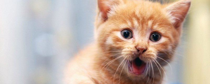 养猫一个月成本