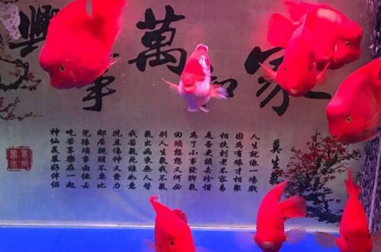 鹦鹉鱼身上有白泡怎么办