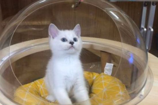 猫咪呼吸声像有痰呼噜