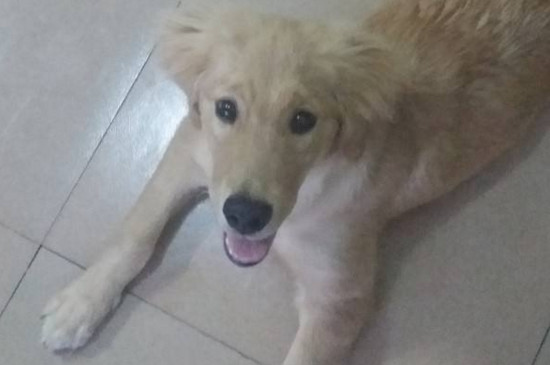 狗狗拉肚子怎么办