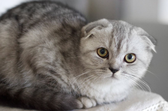 世界上血统最高贵的猫，世界十大贵族猫排名