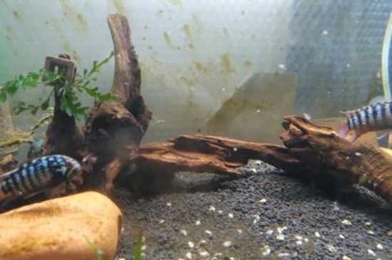 丰年虾喂食后怎样清理