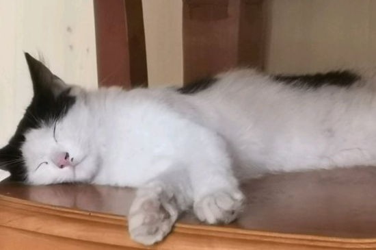 猫肺水肿初期