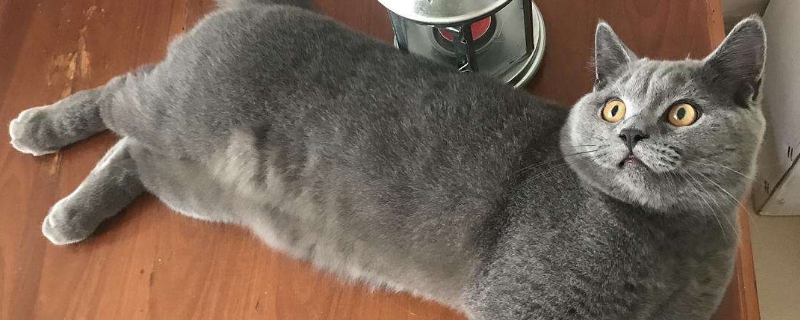 猫薄荷多久喂一次