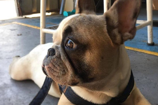 法斗犬的优缺点