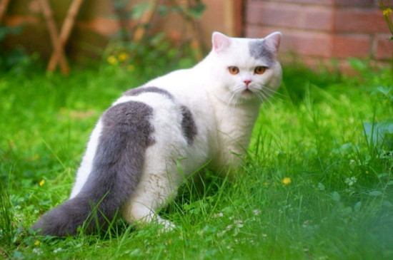 英短猫什么时候成年