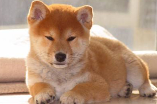 柴犬能吃米饭吗