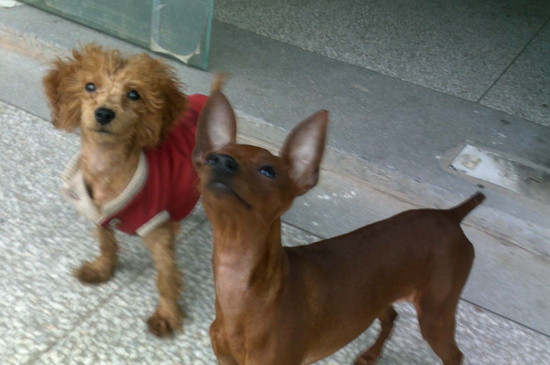 袖珍犬能活多久