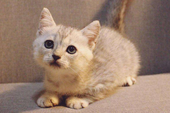 怎么判断是不是猫藓