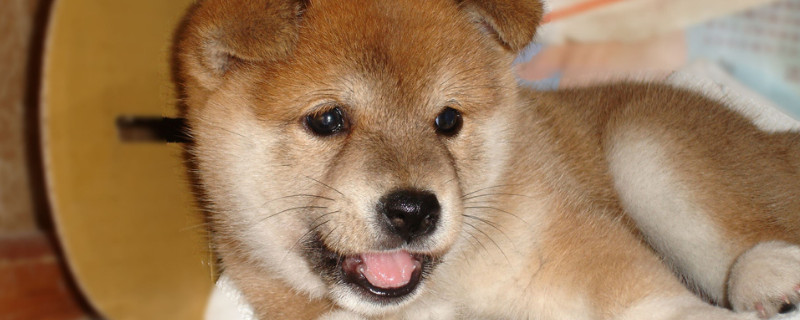 柴犬如果哼哼说明什么