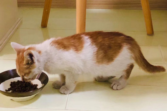 橘猫是土猫吗