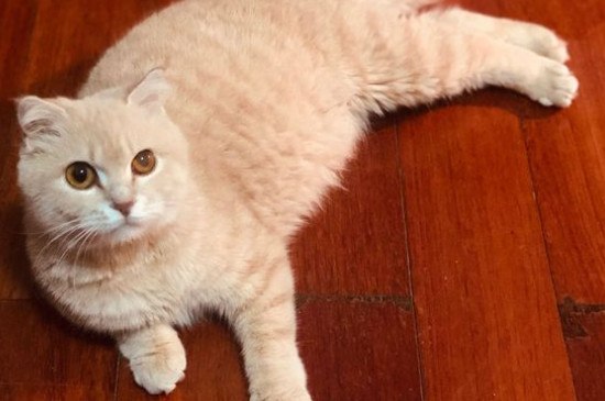 猫和兔子能一起养吗
