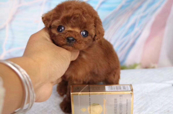 茶杯泰迪犬几个月换牙