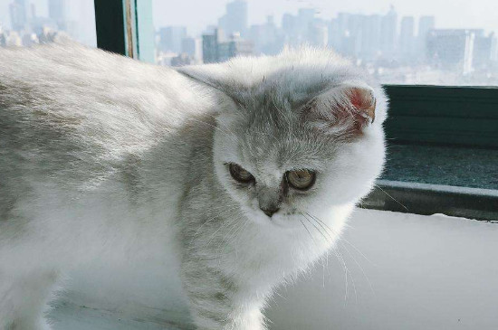 母猫怎么绝育