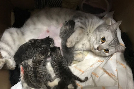 猫瘟怎么治疗