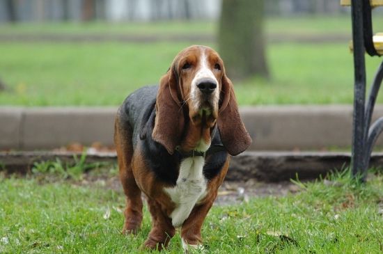 纯种中华田园犬在哪买