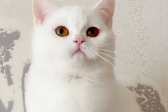 猫的正常体温是多少度