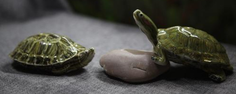 巴西龟一定要在水里睡觉吗
