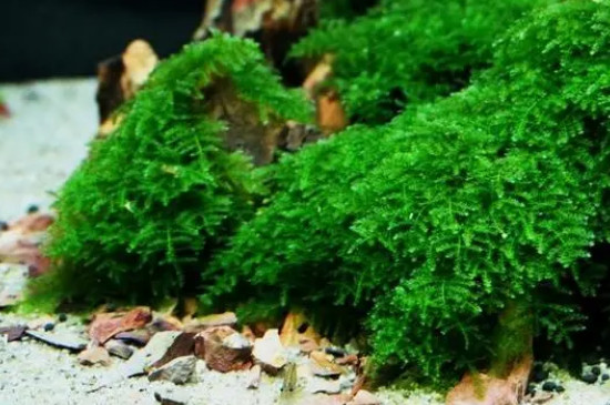 给鱼换水的正确方法