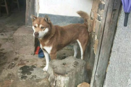 狗狗拉尿一滴一滴的怎么回事