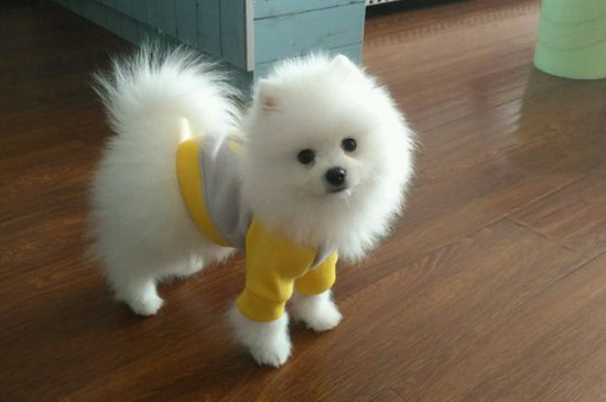 博美犬好养吗