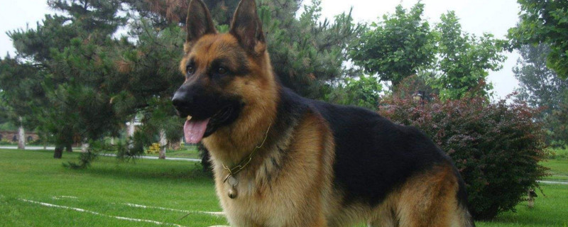 德国牧羊犬智商排第几