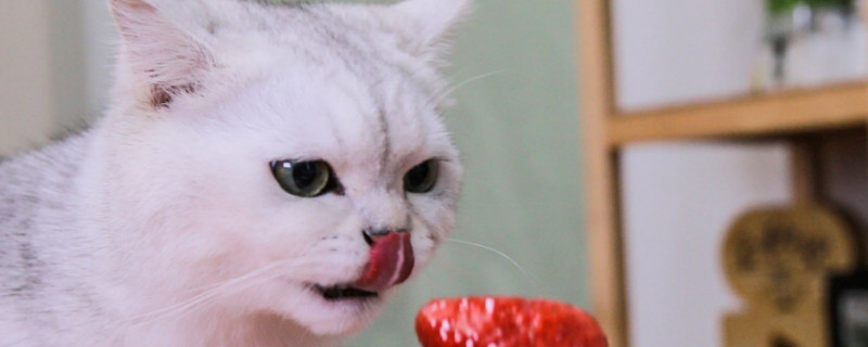 猫不吃东西怎么办