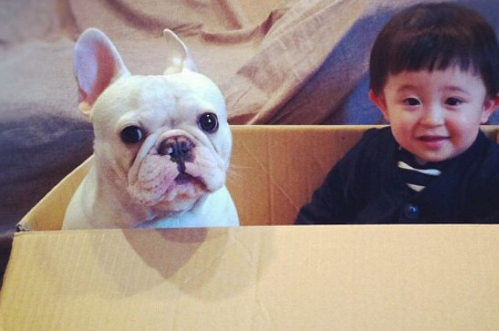斗牛犬毛为什么是硬的