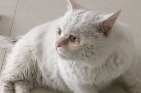 猫尾巴毛孔里都是黑点