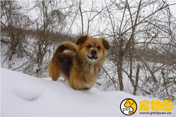 袖狗多少钱一只，比吉娃娃还小好多的超小型西藏猎犬