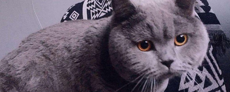 猫咪绝育后蛋蛋是什么样子