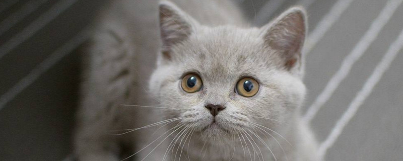 英短猫掉毛吗