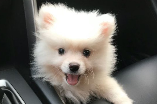 博美认主人的标准