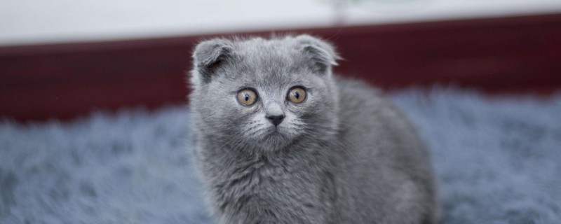 小奶猫一直叫是什么原因