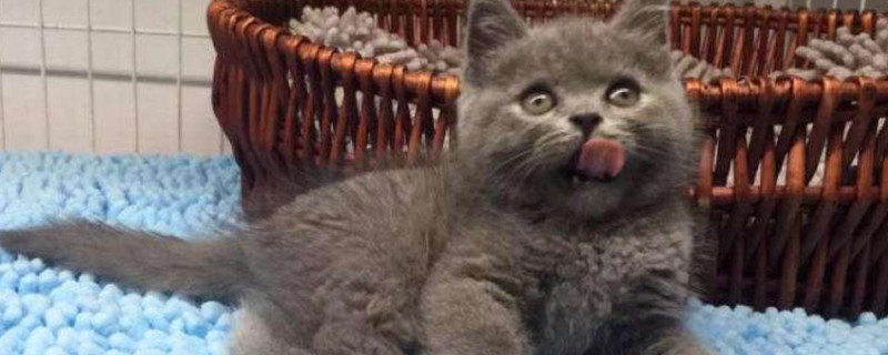 蓝猫品相好的特征