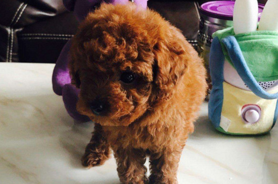 怎样给泰迪犬美容