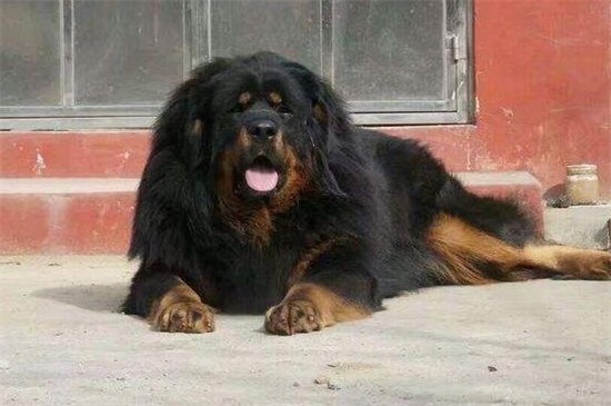 母狗发情有什么特征