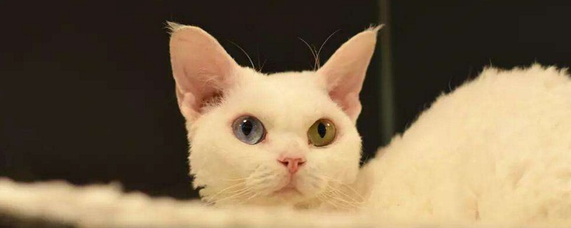 猫可以吃蓝莓吗