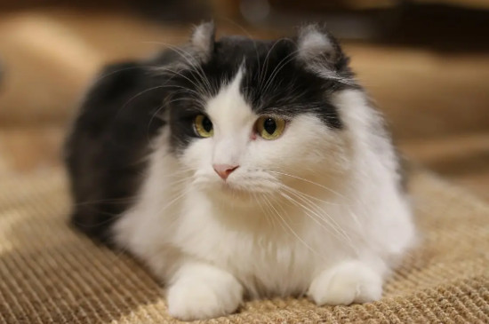 猫眼睛流脓一样的眼屎是怎么回事