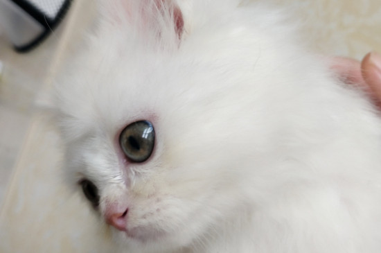 猫发腮是什么意思