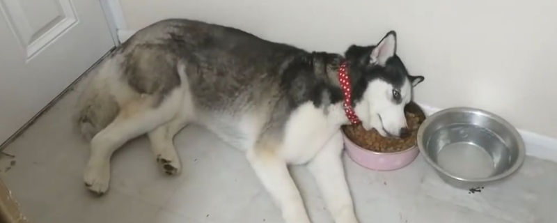 哈士奇智力相当于几岁