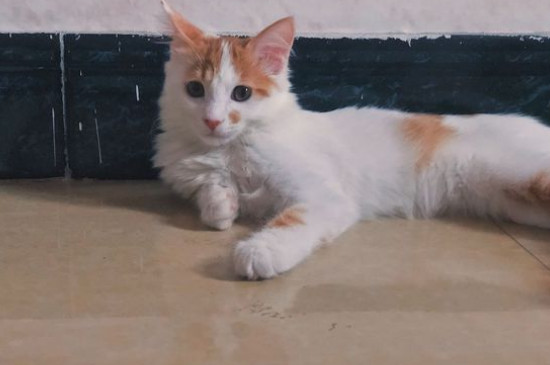 猫喜欢吃什么