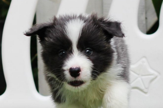 边境牧羊犬怎么看纯不纯