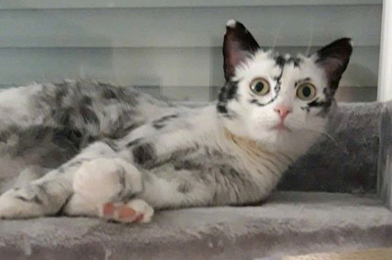 猫舍和宠物店区别
