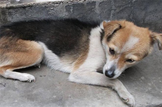 狗子宫蓄脓死前症状
